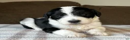 Sheepadoodle dogs for sale: Black & White Female 2 - Ad 2