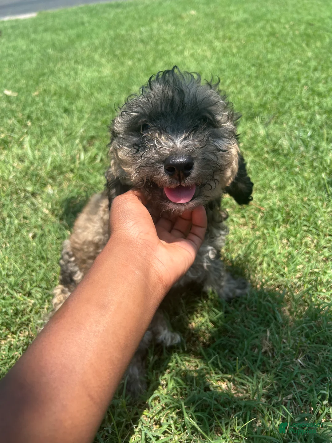 Bordoodle dogs for sale: Onyx - Ad 2