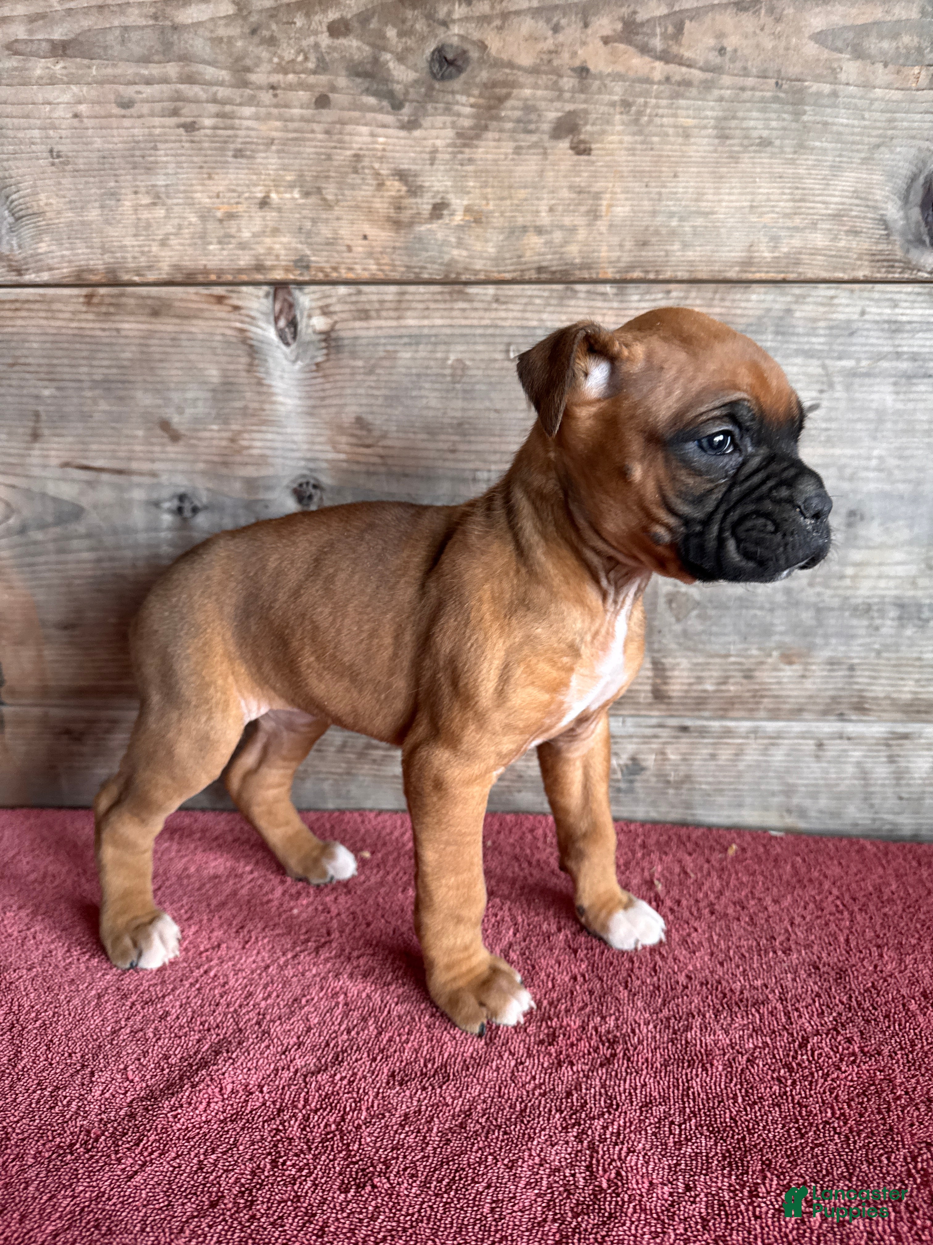 Boxer dogs Boxer Puppy 2 - Ad 2