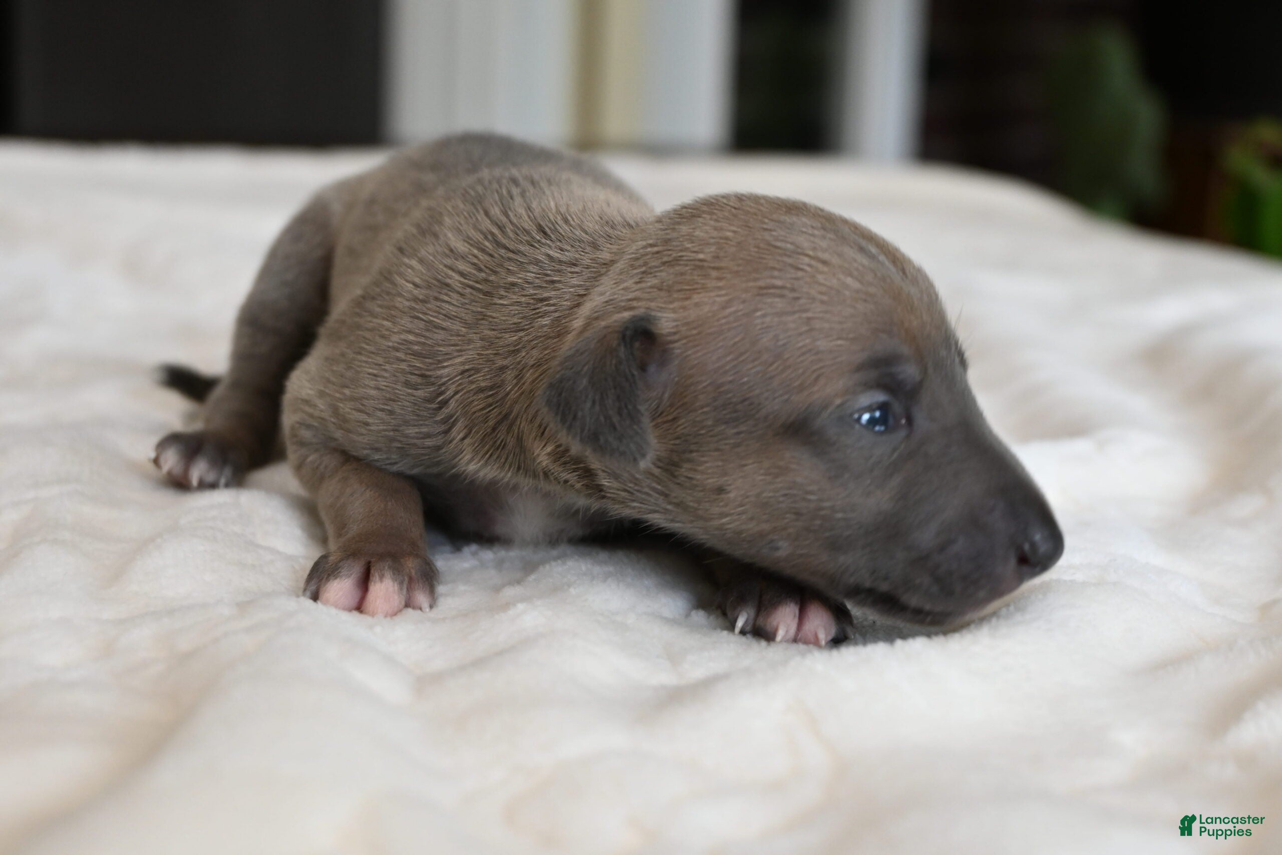 Italian Greyhound dogs Jane - Ad 1