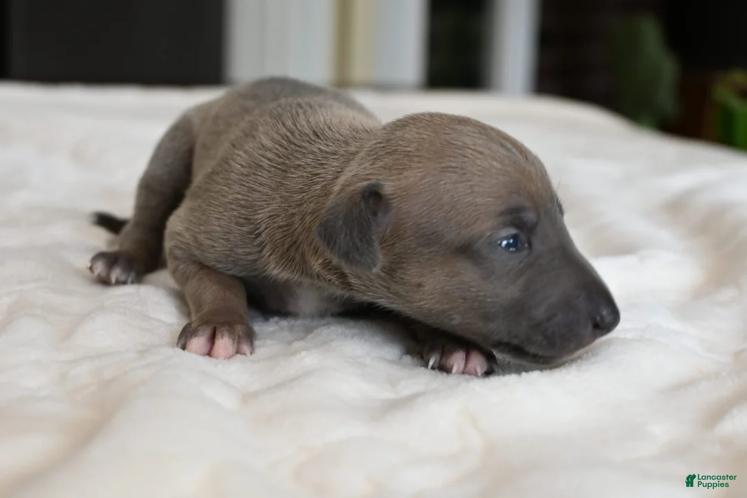 Italian Greyhound dogs for sale: Jane - Ad 1