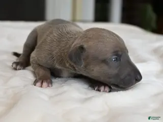 Italian Greyhound dogs for sale: Jane - Ad 2