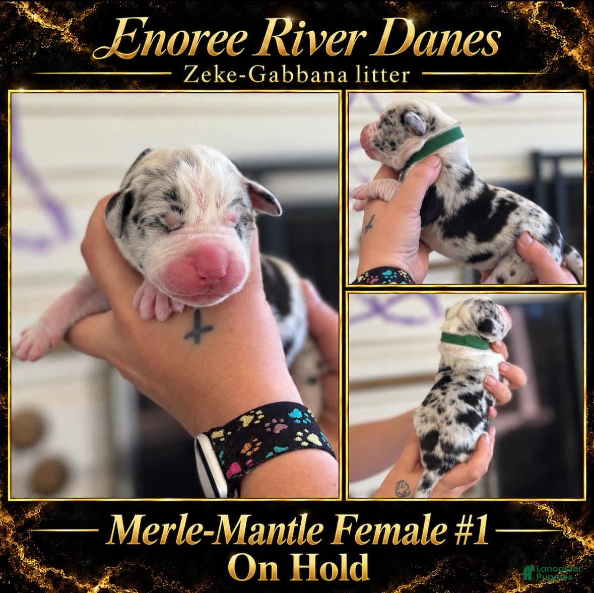 Great Dane dogs Great Dane 4 - Ad 7