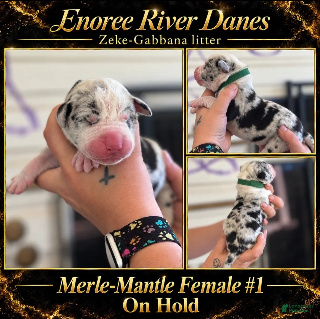 Great Dane dogs for sale: Great Dane 4 - Ad 1