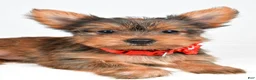 Yorkshire Terrier dogs for sale: Patty - Ad 7