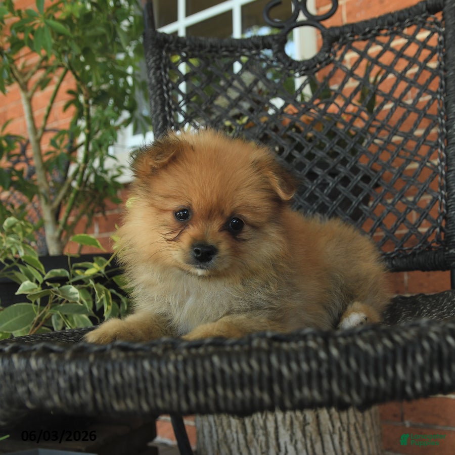 Pomeranian dogs for sale: Grover - Ad 2