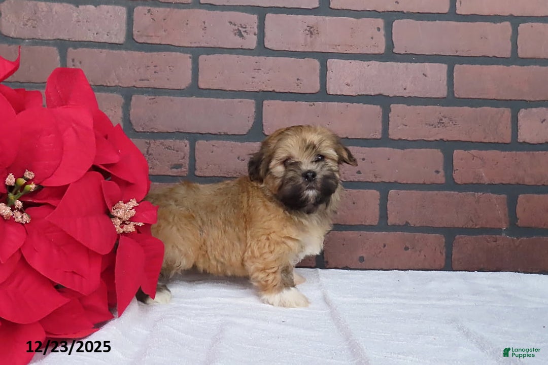 Havanese dogs for sale: Rambo - Ad 3