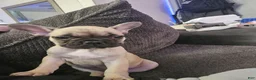 French Bulldog dogs for sale: Pink - Ad 3