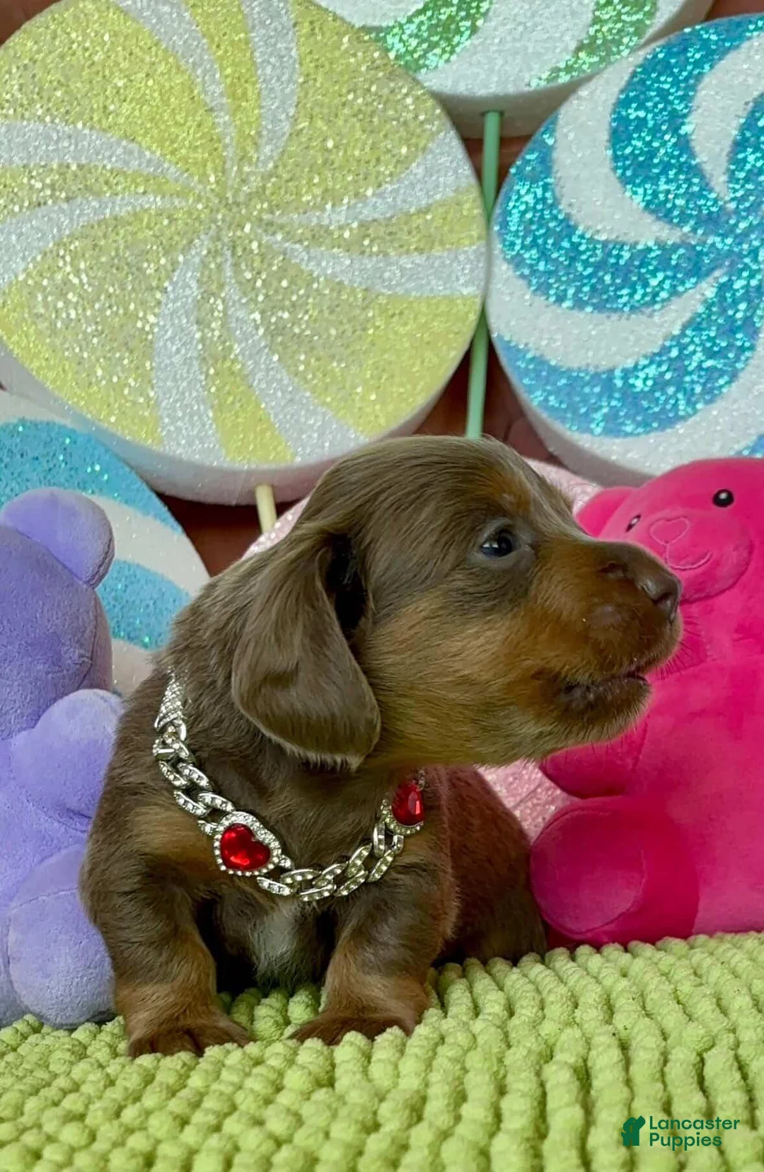 Dachshund dogs for sale: Dachshund Puppy 1 - Ad 1