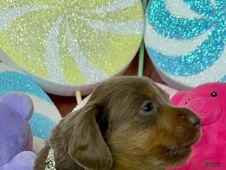 Dachshund dogs Dachshund Puppy 1 - Ad 2