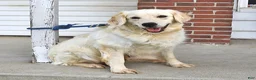 Golden Retriever dogs for sale: Doris - Ad 6