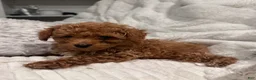 Toy Poodle dogs for sale: Tiny Ziggy- AKC POTTY & CRATE  TRAINED GENETICALLY HEALTH TESTED PARENTS - Ad 9