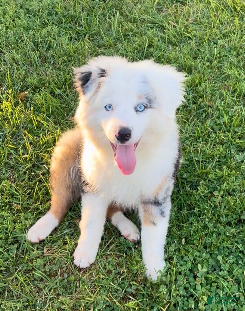 Australian Shepherd dogs Blue - Ad 2