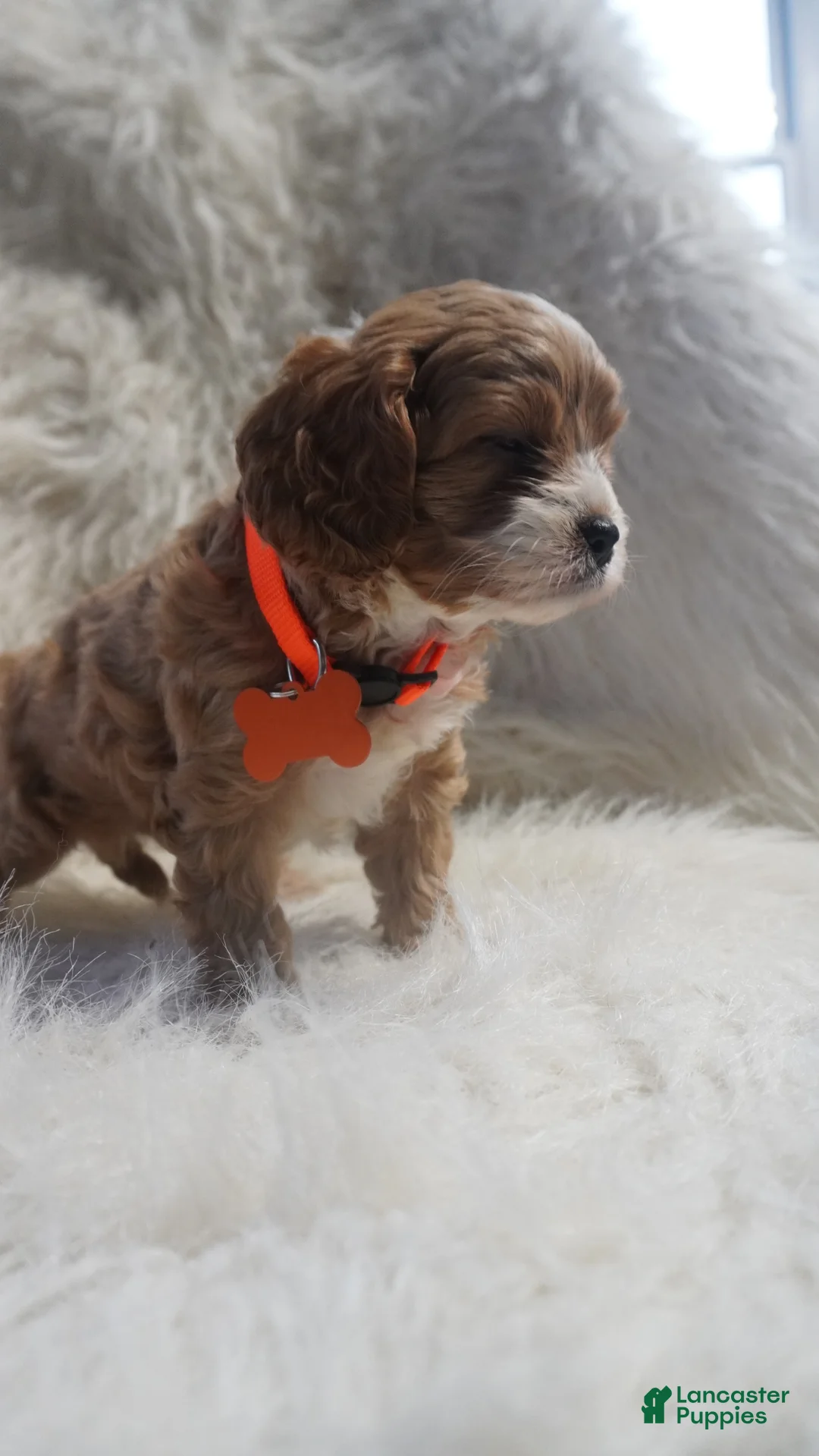 Cavapoo dogs for sale: Slider - Ad 1