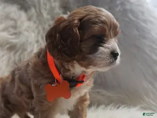 Cavapoo dogs for sale: Slider - Ad 2