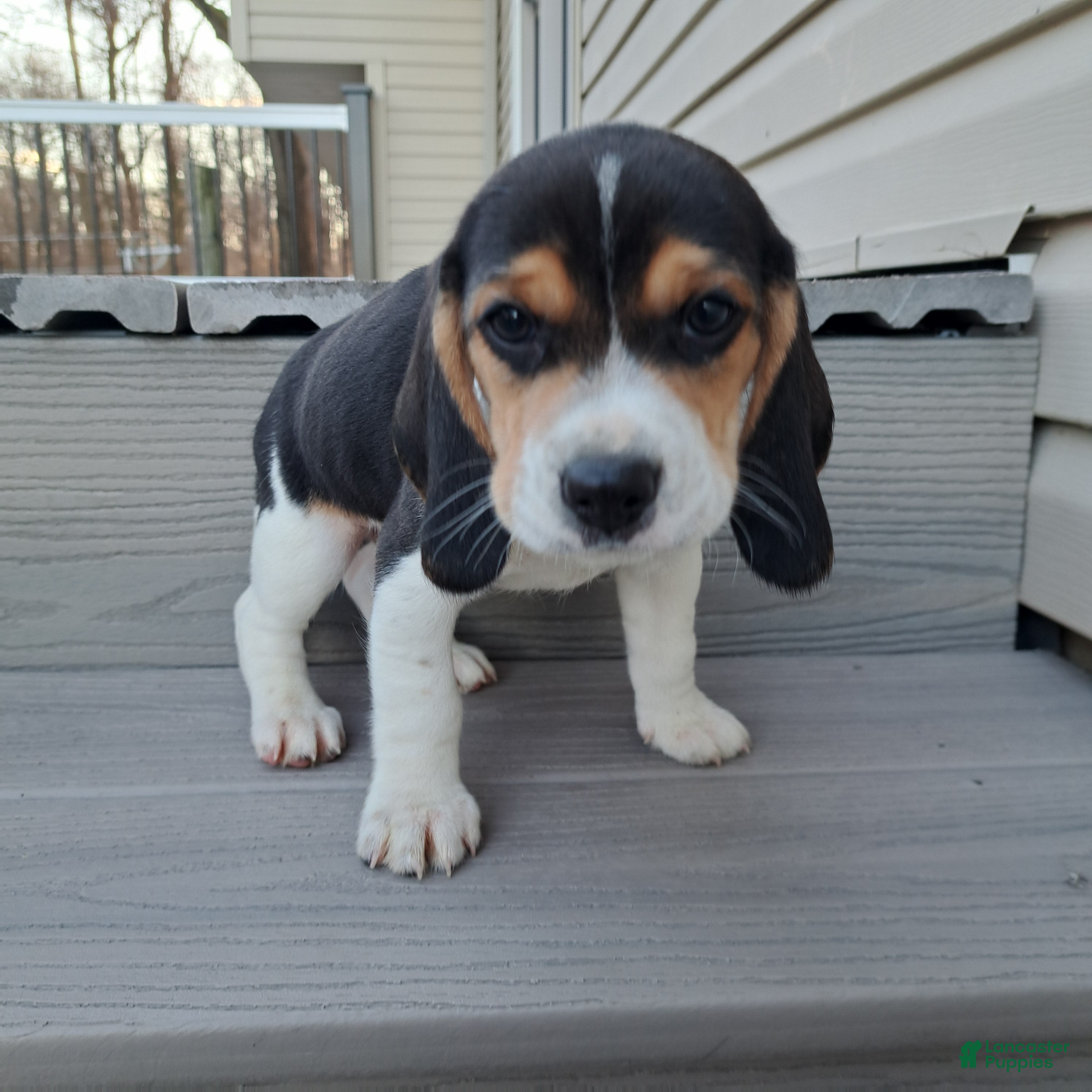 Beagle dogs BRUNO - Ad 23