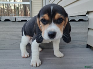 Beagle dogs BRUNO - Ad 23