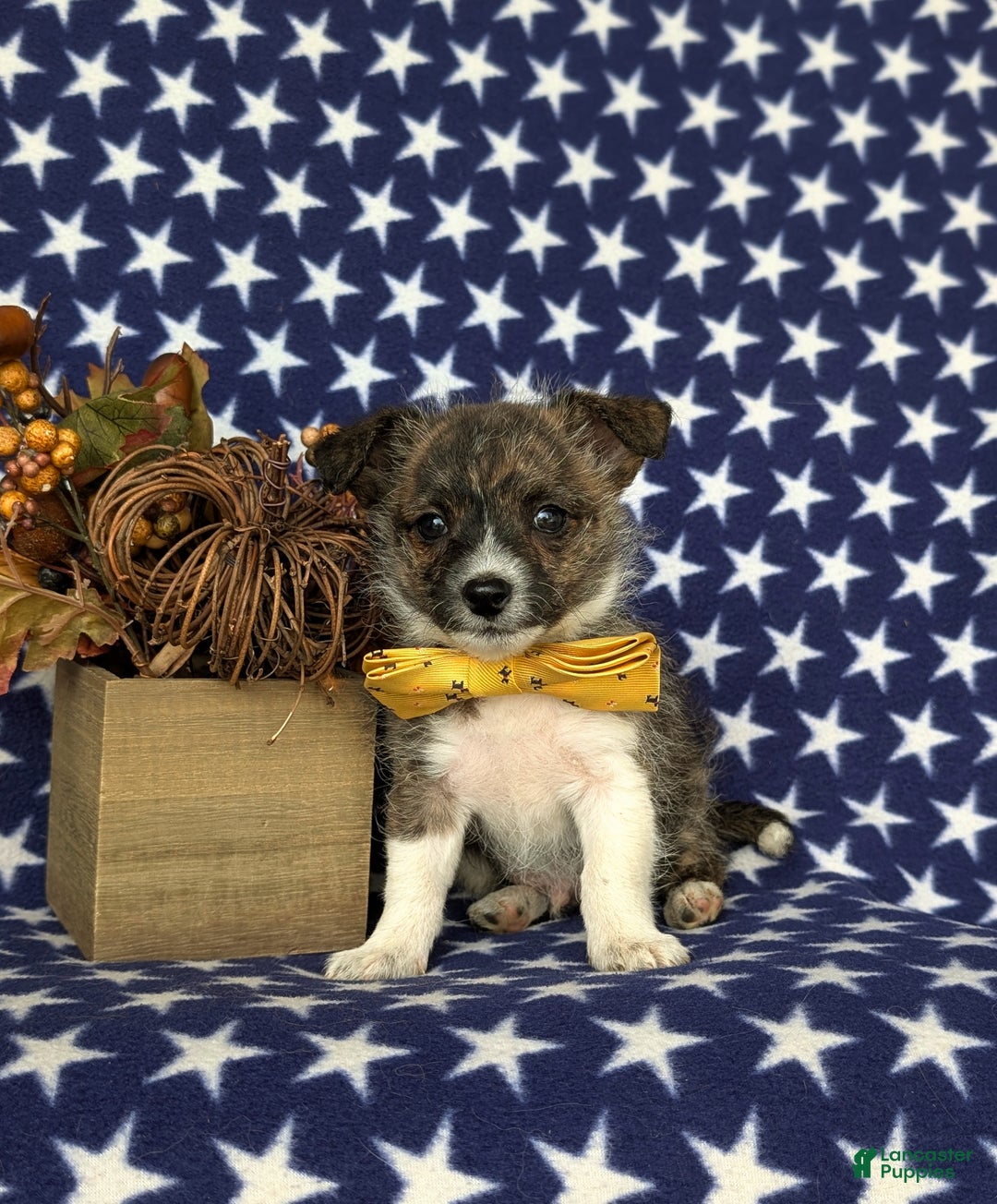 Mixed Breed dogs for sale: Rover 10 lbs Full Grown - Ad 3