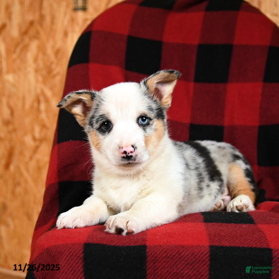 Welsh Corgi Pembroke dogs for sale: Klondike - Ad 4