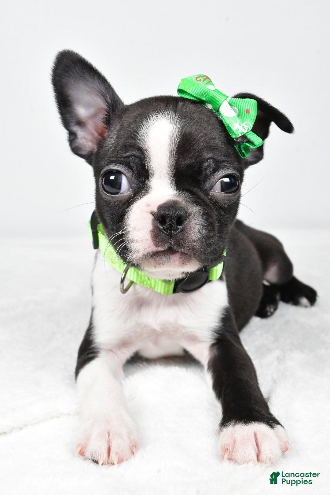Boston Terrier dogs for sale: Gus - Ad 8
