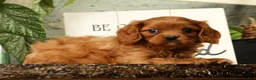 Cavapoo dogs for sale: BJ - Ad 4