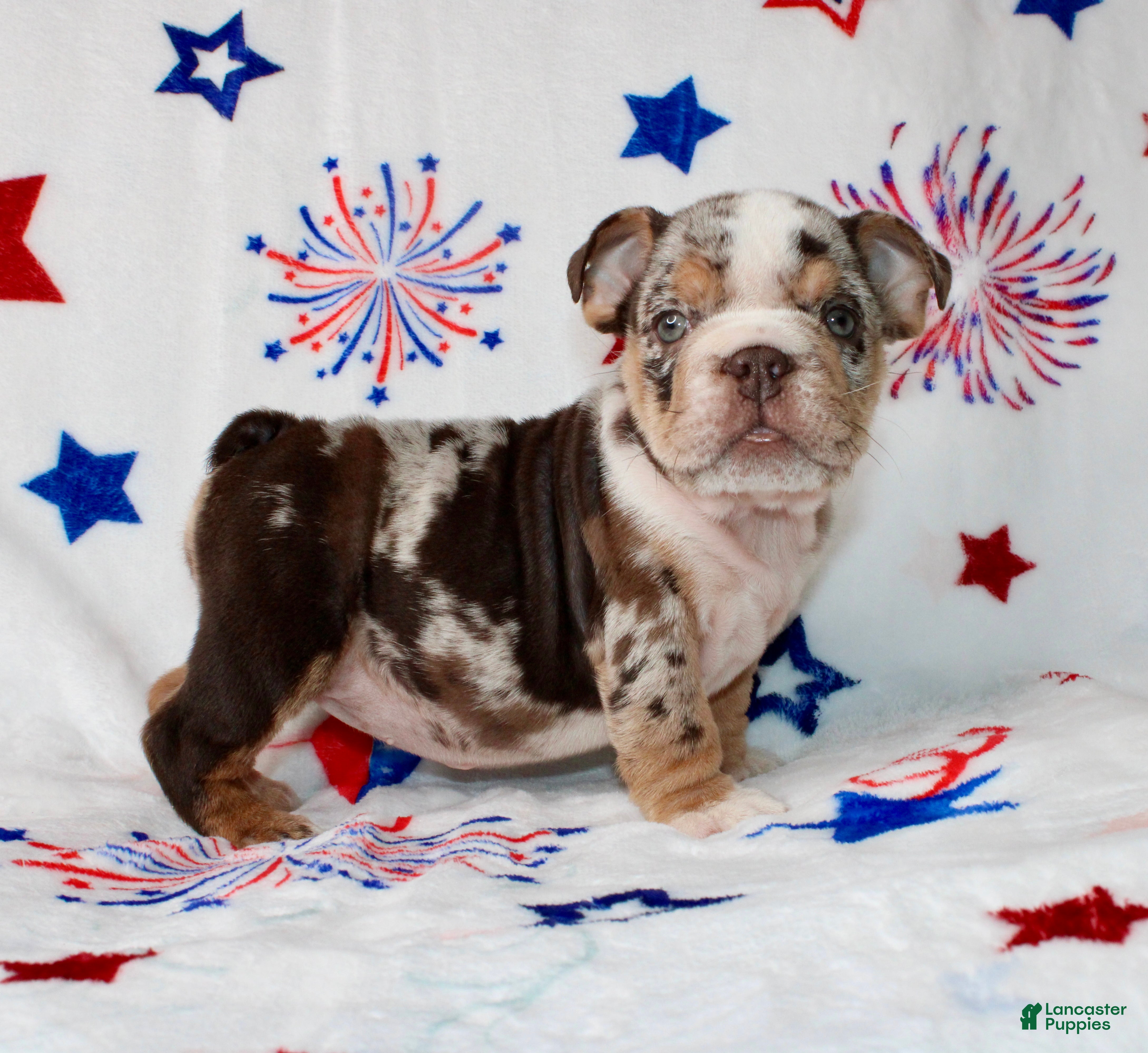 English Bulldog dogs Diva  - Ad 2
