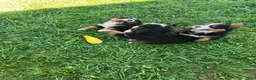 Bernese Mountain Dog dogs for sale: Blue collar- Bocephus - Ad 13