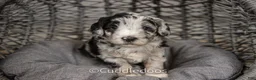 Sheepadoodle dogs for sale: Zinnia - Ad 7