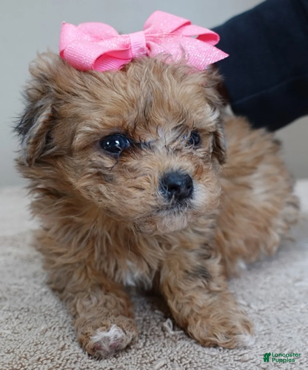 Maltipoo dogs for sale: Miracle chocolate merle PET ONLY - Ad 2