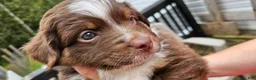 Miniature Australian Shepherd dogs for sale: Miniature Australian Shepherd 3 - Ad 1