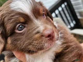 Miniature Australian Shepherd dogs Miniature Australian Shepherd 3 - Ad 8