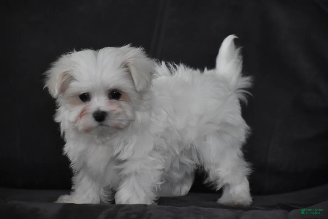 Maltese dogs for sale: Macy - Ad 6