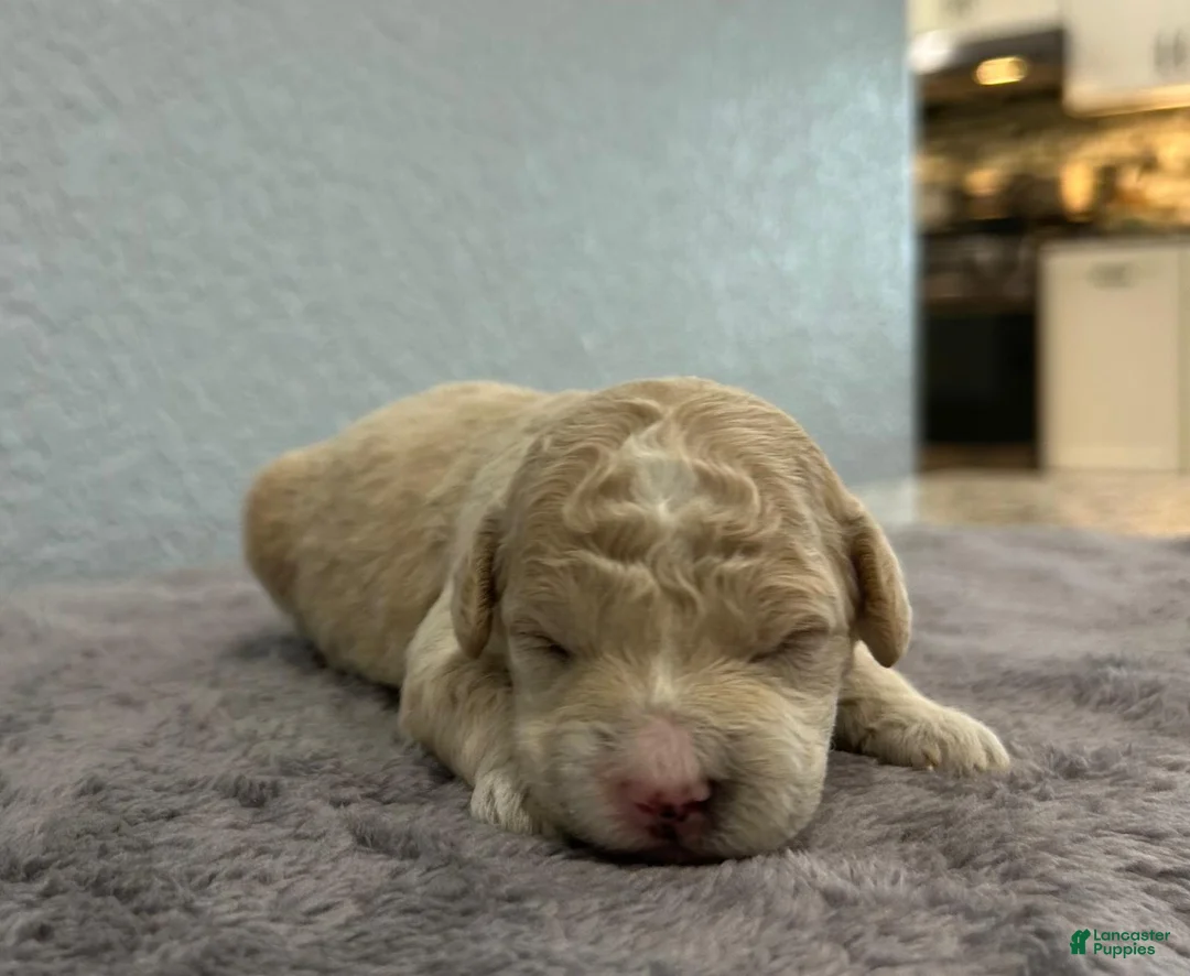 Mini Goldendoodle dogs for sale: Tilly - Ad 2