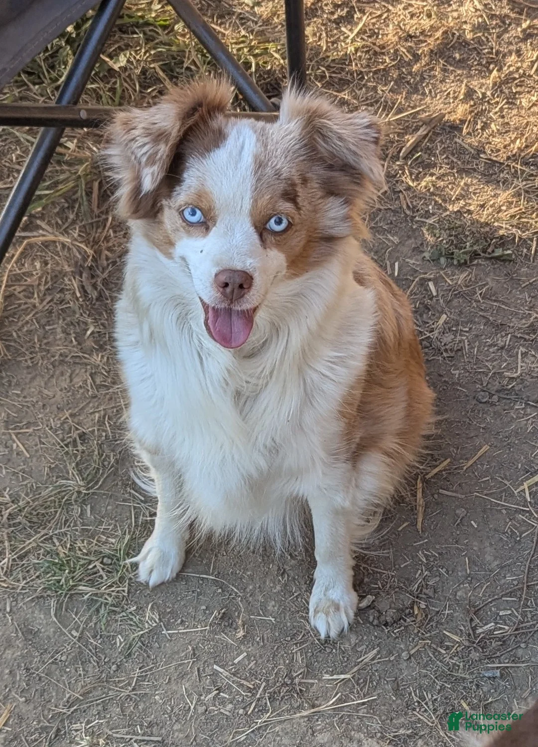 Toy Australian Shepherd dogs for sale: *REDUCED *   DUNDEE - Ad 3