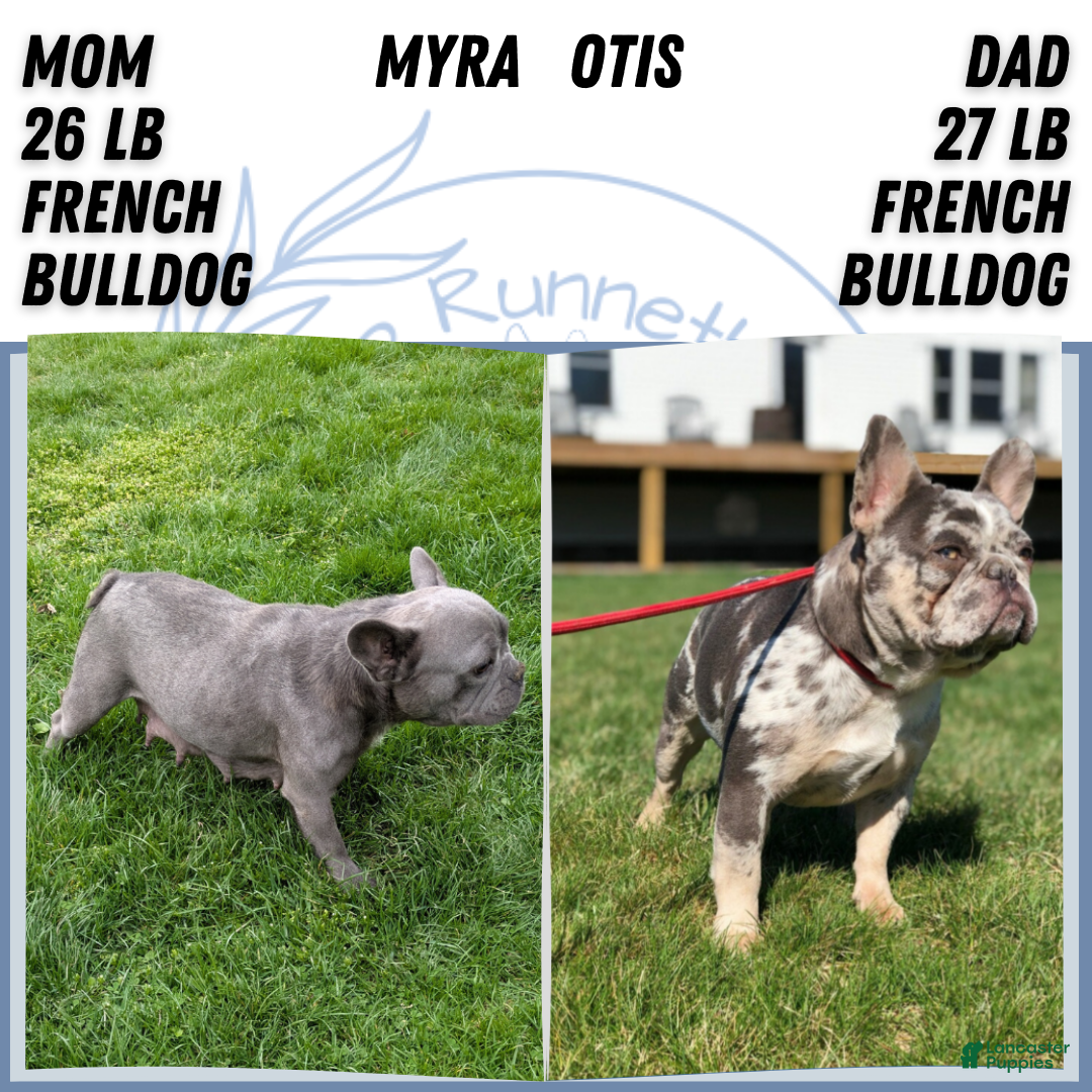 French Bulldog dogs for sale: Nala - Ad 12