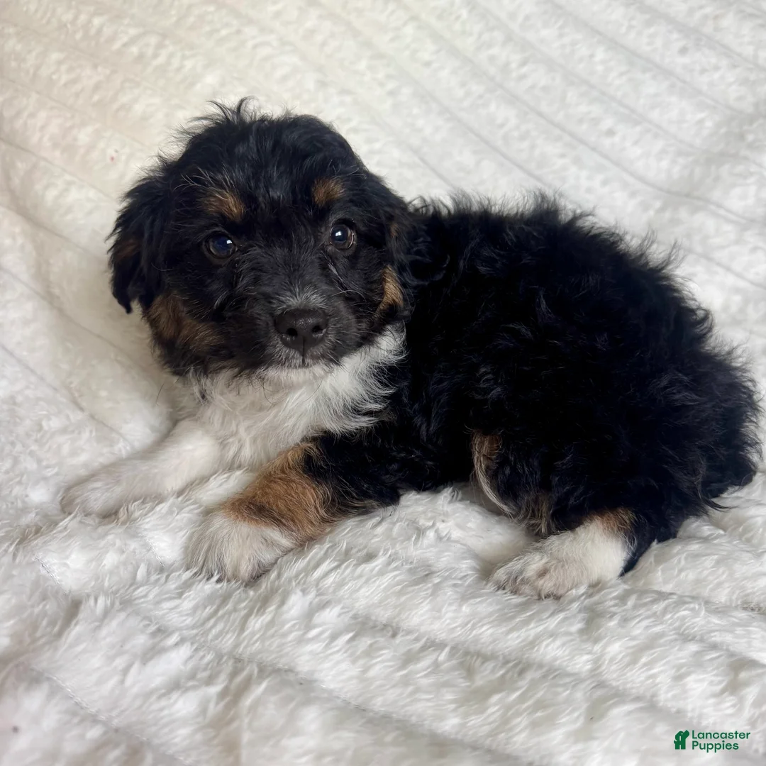 Mixed Breed dogs for sale: Rita  - Ad 1