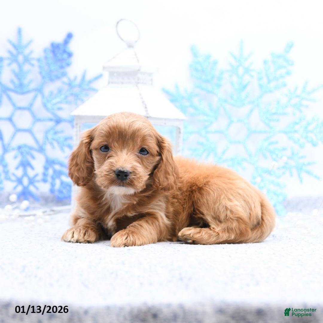 Cockapoo dogs for sale: Olivia - Ad 5