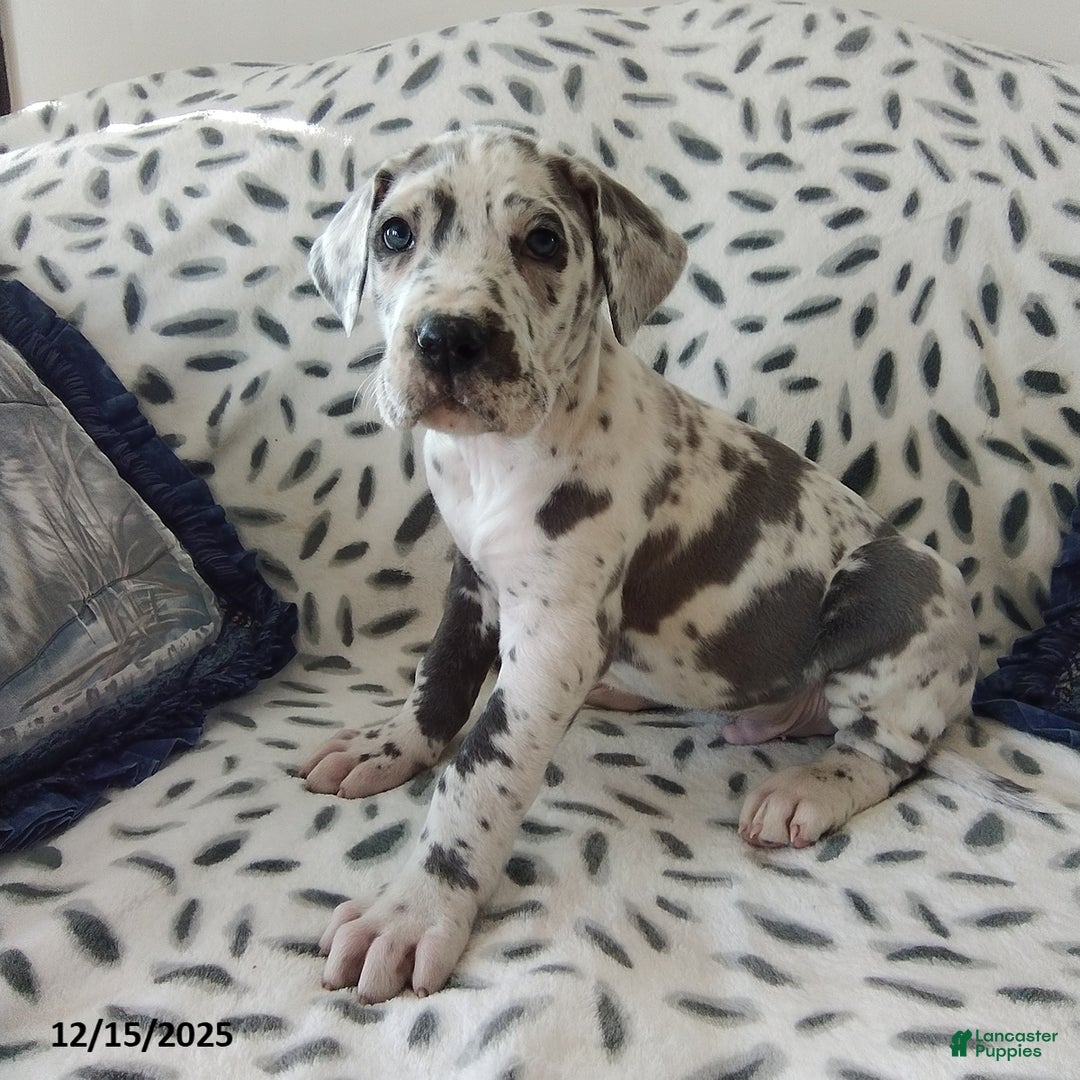 Great Dane dogs for sale: King - Ad 1