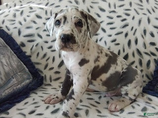 Great Dane dogs King - Ad 34