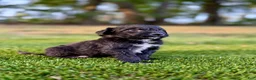 Portuguese Water Dog dogs for sale: Sarge - Ad 5