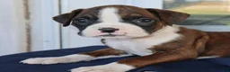 Boxer dogs for sale: Ginger- Champion lines - Ad 2