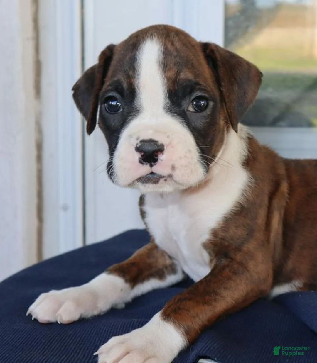 Boxer dogs for sale: Ginger- Champion lines - Ad 2