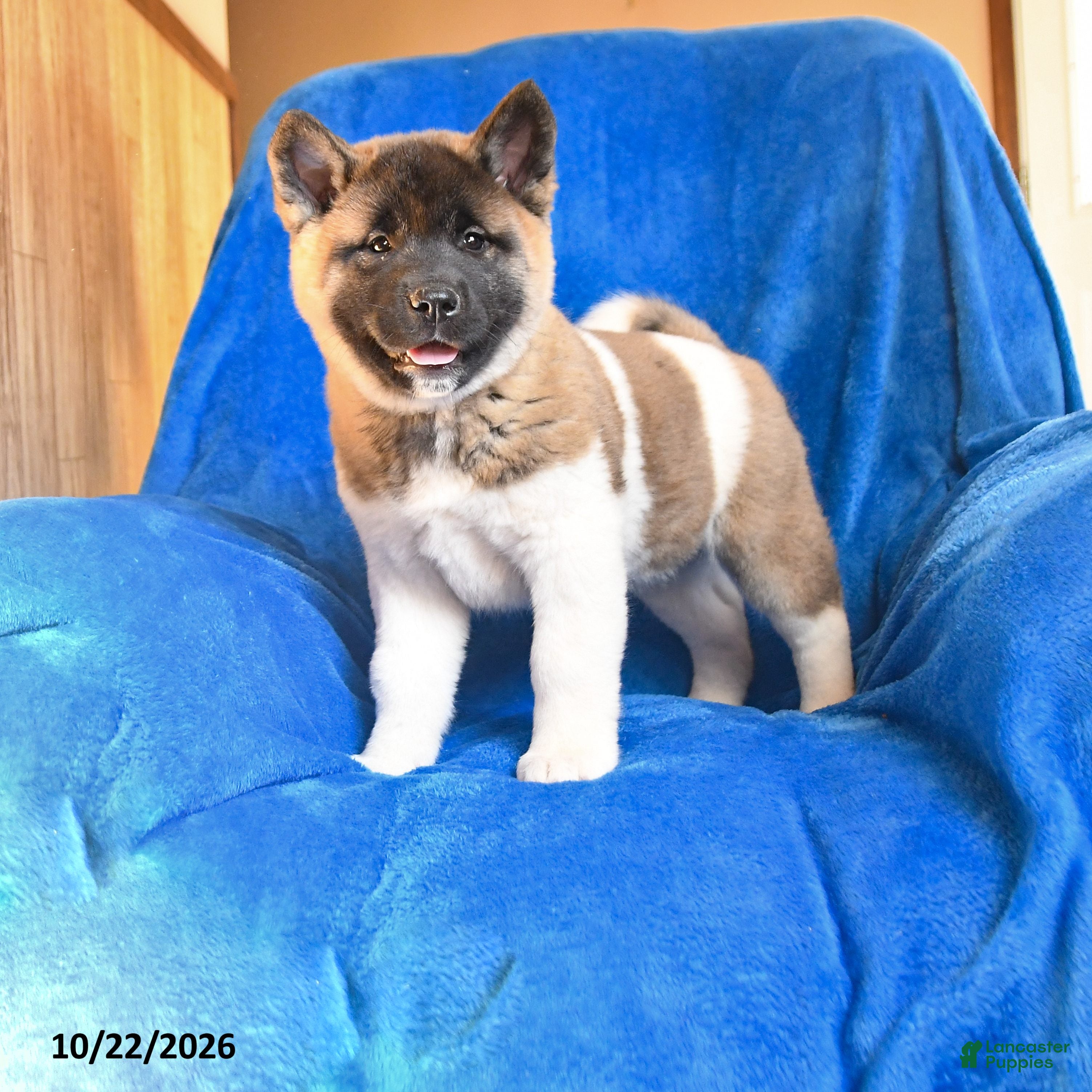 Akita dogs for sale: Susan - Ad 1