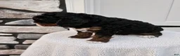 Mini Bernedoodle dogs for sale: Connie - Ad 5