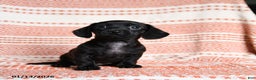 Miniature Dachshund dogs for sale: Kassie - Ad 3