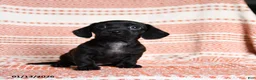 Miniature Dachshund dogs for sale: Kassie - Ad 3