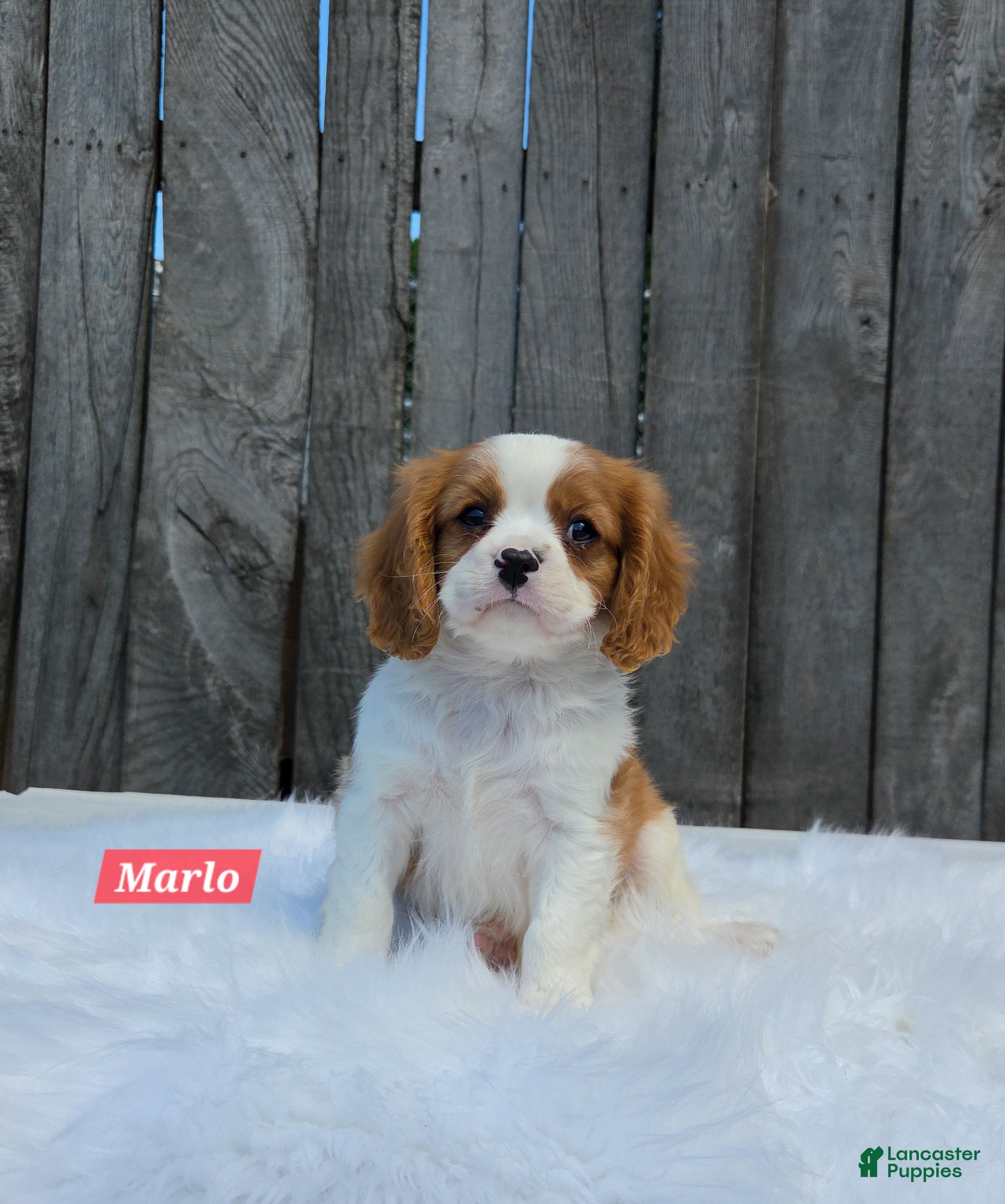 Cavalier King Charles Spaniel dogs Marlo - Ad 20
