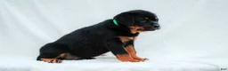 Rottweiler dogs for sale: Rottweiler 8 - Ad 4