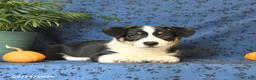 Welsh Corgi Pembroke dogs for sale: Gus - Ad 4