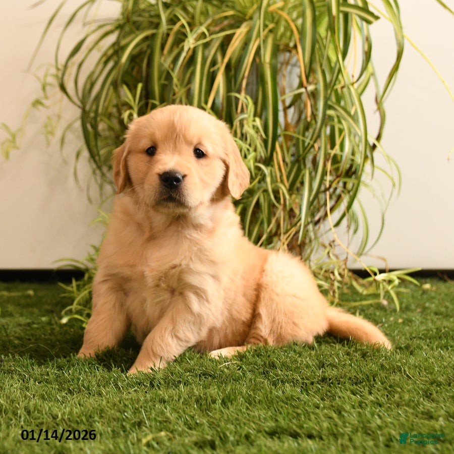 Golden Retriever dogs Melody - Ad 41